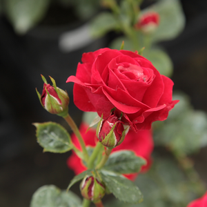 Rosa  Nina Weibull® - crvena  - floribunda ruže